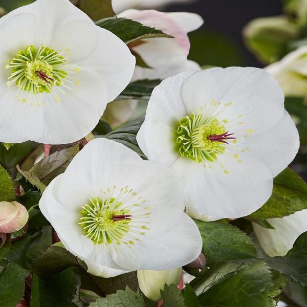 NX}X[Yc [XKNrAR] 4.5 Ice N'roses Yn ~ K[f (2510ch)