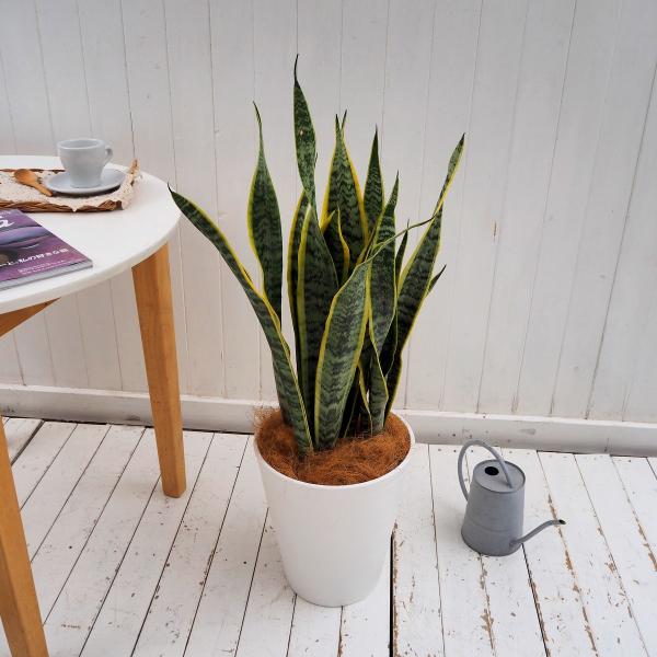 ϗtA   Ă₷ v[g uTXxAv 8 Jo[t