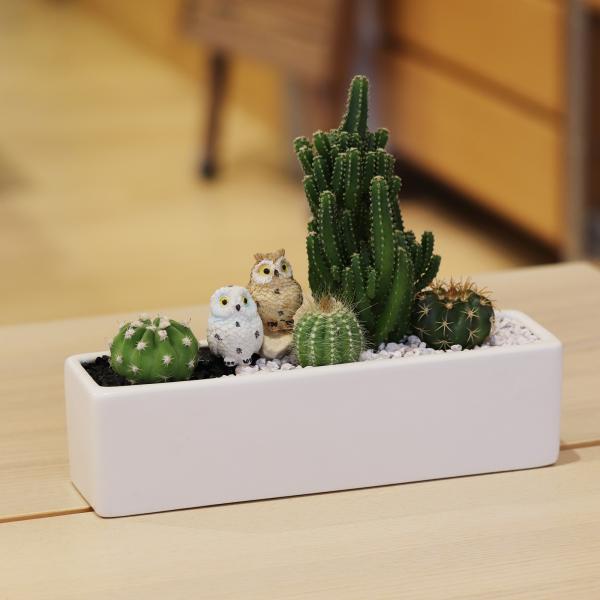 セレウスサボテンアレンジ G-17 アニマルフィギュアが選べる 器の色が