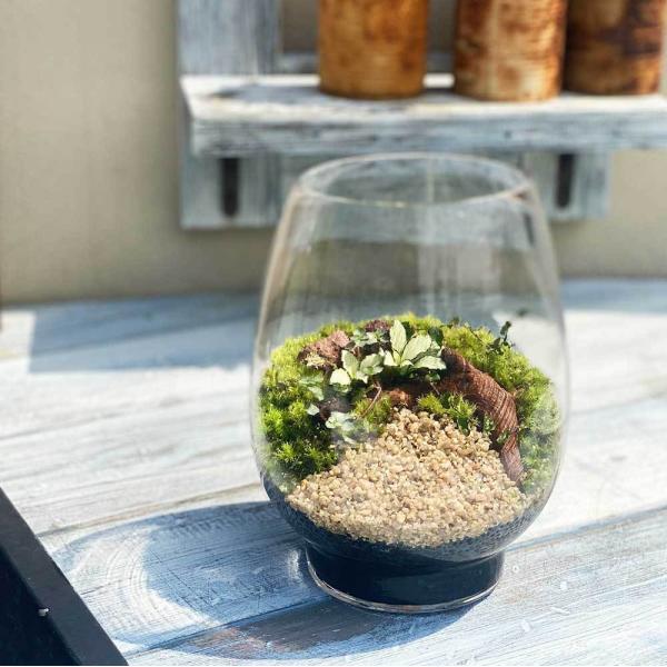 観葉植物 サボテン テラリウムの人気商品 通販 価格比較 価格 Com