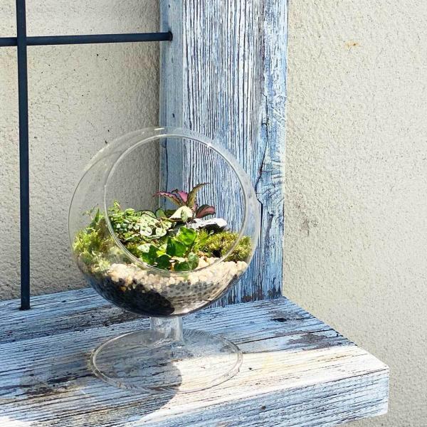 観葉植物 サボテン テラリウムの人気商品 通販 価格比較 価格 Com