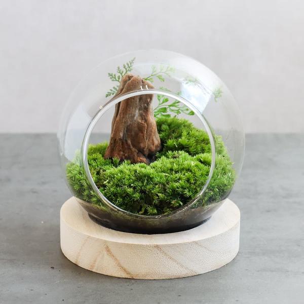 観葉植物 サボテン テラリウムの人気商品 通販 価格比較 価格 Com