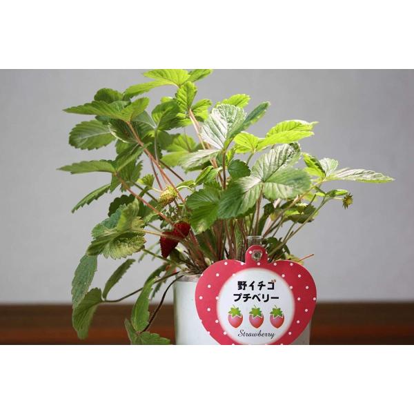 Splamp 5w 観賞用植物育成ledライト E26 小型スポットライト 水耕栽培 室内栽培 爆安 白 植物育成用660nmled使用 一般照明