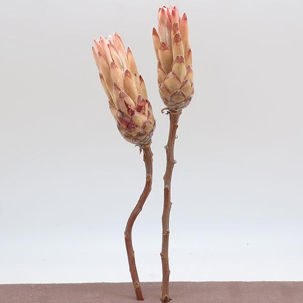 ワイルドフラワー ドライフラワー コンパクターバット 全長30cm前後 6本セット 1束2本 3束 野生植物 天然素材 自然素材 tk 人工観葉植物と造花の通販ケイシン 通販 Yahoo ショッピング