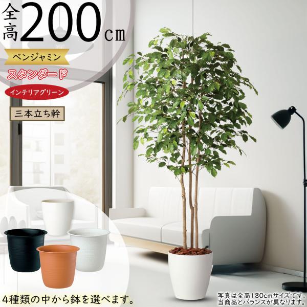 新品！観葉植物インテリアグリーン☆ベンジャミン(大) keishin_90452tk