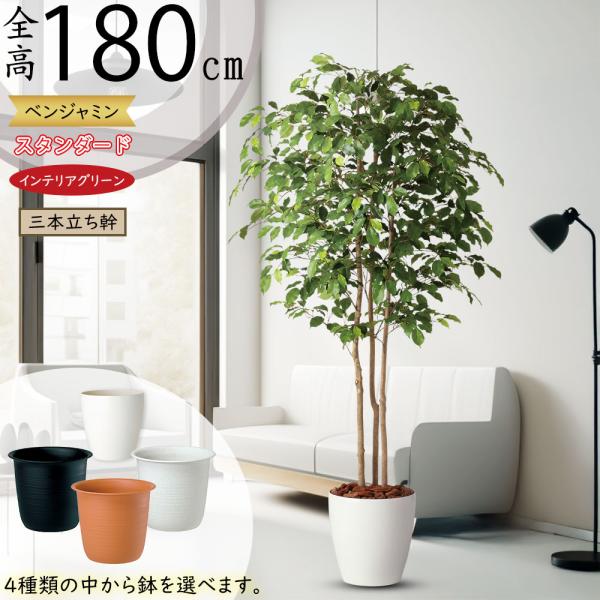 好評 全高1 8m フィカス ベンジャミン トリプル 3本立 造花 フェイクグリーン 人工 大型 観葉 植木 樹木 偽物 装飾 ベンジャミナ tk tk 人工観葉植物と造花の通販ケイシン 通販 Yahoo ショッピング