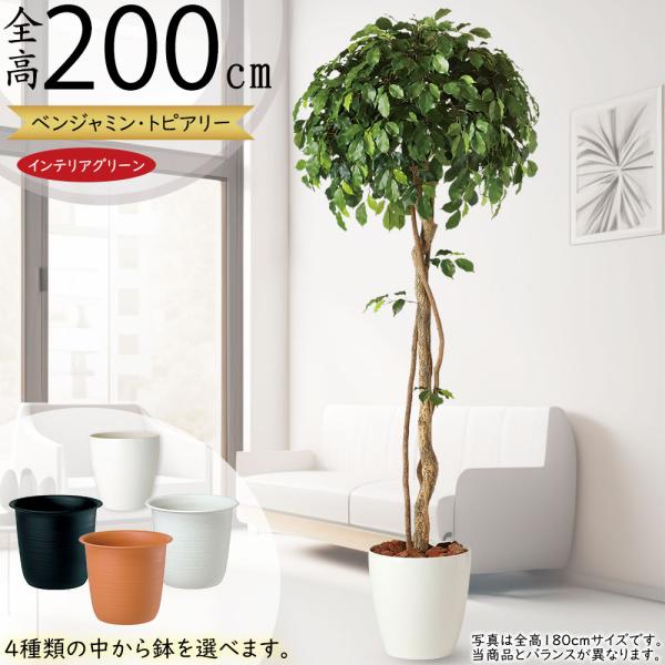 人工観葉植物 全高2 0m フィカス ベンジャミン シングル トピアリー 人工樹木 造花 フェイクグリーン tk 人工観葉植物と造花の通販ケイシン 通販 Yahoo ショッピング