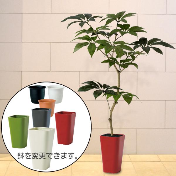 好評 ツピダンサス 人工観葉植物 全高1 5m Fst ツピタンサス ワイヤー入り合成樹脂製人工幹 人工樹木 造花 インテリアグリーン フェイクグリーン tk 人工観葉植物と造花の通販ケイシン 通販 Yahoo ショッピング