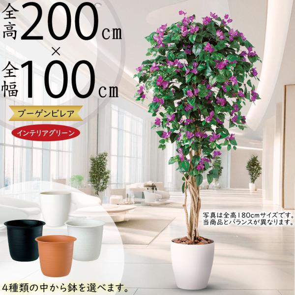ブーゲンビリア 大型 人工観葉植物 全高2 0m リアナ 花付き パープル ブーゲンビレア 人工樹木 造花 インテリアグリーン フェイクグリーン tk 人工観葉植物と造花の通販ケイシン 通販 Yahoo ショッピング
