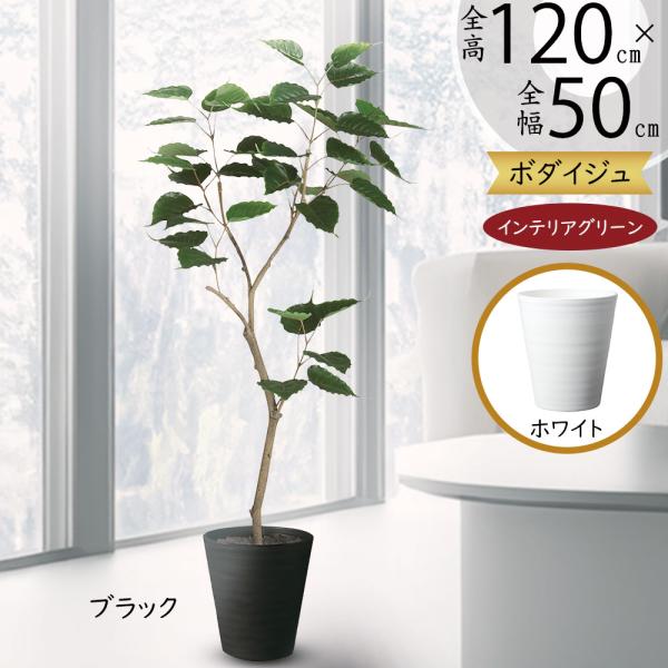 ボダイジュの人気商品 通販 価格比較 価格 Com