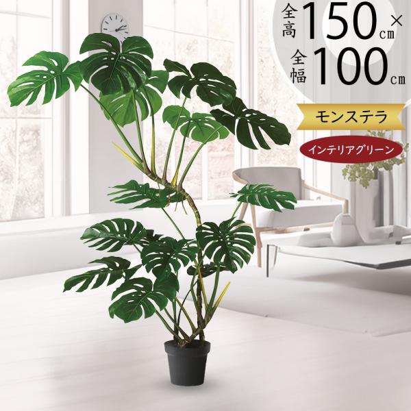 モンステラ おしゃれ 人気 インテリアグリーン 観葉植物