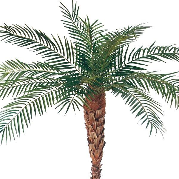 好評 フェニックス ロベレニー 人工観葉植物 全高2 0m ヤシ類 ロベヤシ 人工樹木 造花 インテリアグリーン フェイク リゾート Buyee Buyee 提供一站式最全面最專業現地yahoo Japan拍賣代bid代拍代購服務 Bot Online