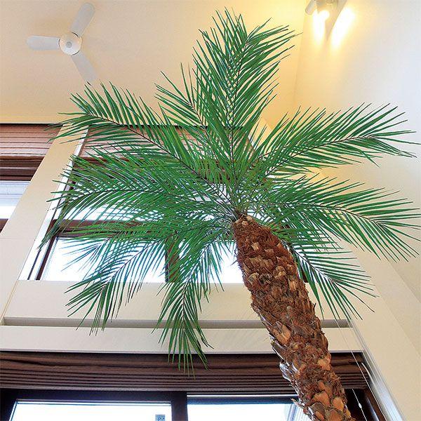 フェニックス ロベレニー 人工観葉植物 全高3 0m 大型 天然幹 全高2 0mまで調整可能 ヤシ類 人工樹木 造花 インテリアグリーン Buyee Buyee 日本の通販商品 オークションの入札サポート 購入サポートサービス