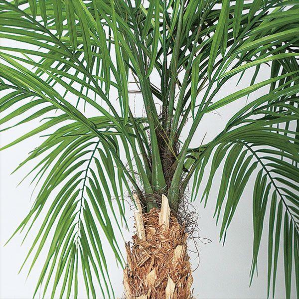 フェニックス ロベレニー 人工観葉植物 全高3 0m 大型 天然幹 全高2 0mまで調整可能 ヤシ類 人工樹木 造花 インテリアグリーン Buyee Buyee 日本の通販商品 オークションの代理入札 代理購入