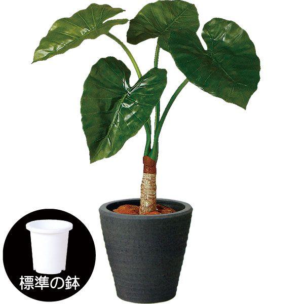 クワズイモ 花の人気商品 通販 価格比較 価格 Com
