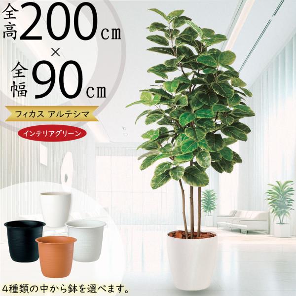 現品　フィカス　ゴムの木　アルテシマ　曲がり　3番　観葉植物　インテリアグリーン 現品　フィカス　ゴムの木　アルテシマ　曲がり　3番　観葉植物　インテリアグリーン