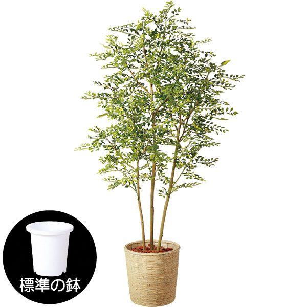 トネリコ 人工観葉植物 全高1 8m ゴールデンリーフ Fst シマトネリコ 人工樹木 造花 インテリアグリーン フェイク 970tk 人工 観葉植物と造花の通販ケイシン 通販 Yahoo ショッピング
