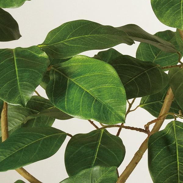 ベンガル ボダイジュ 人工観葉植物 全高1 5m Fst 菩提樹 人工樹木 造花 インテリアグリーン フェイクグリーン Buyee 日本代购平台 产品购物网站大全 Buyee一站式代购 Bot Online
