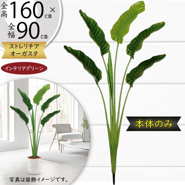 ストレリチア ストレチア 観葉植物 おしゃれ 人気 インテリアグリーン