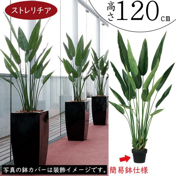 ストレリチア ストレチア 観葉植物 おしゃれ 人気 インテリア