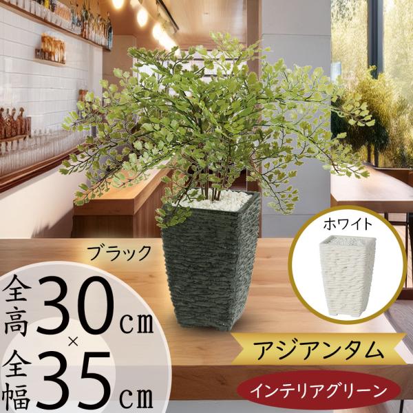 アジアンタム 全高30cm 人工観葉植物 人工樹木 インテリアグリーン 造花 フェイクグリーン 991tk 人工観葉植物と造花の通販ケイシン 通販 Yahoo ショッピング