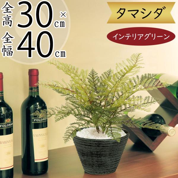 タマシダ 全高30cm 人工観葉植物 人工樹木 シダ ボストンファーン インテリアグリーン 造花 フェイクグリーン 995tk 人工観葉植物と造花の通販ケイシン 通販 Yahoo ショッピング