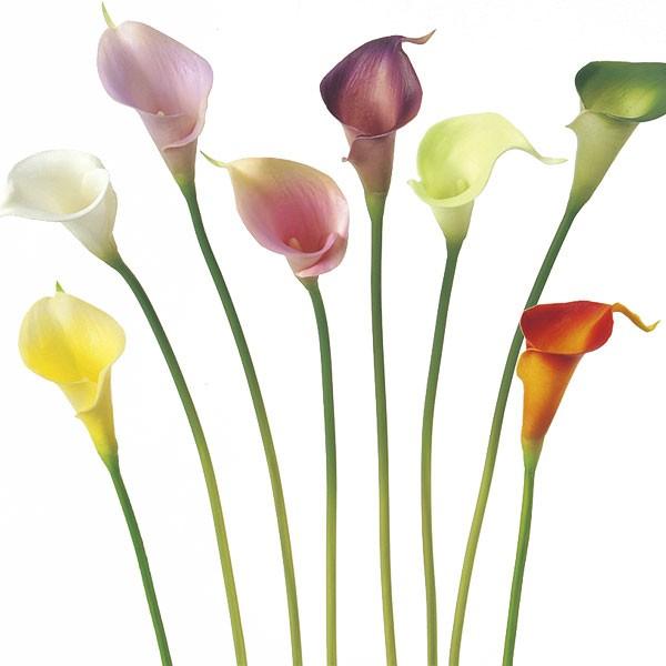 造花 カラー リリィ 全長37cm 12本セット オランダかいう 海芋 人工観葉植物 花材 アレンジメント Buyee Buyee Japanese Proxy Service Buy From Japan Bot Online