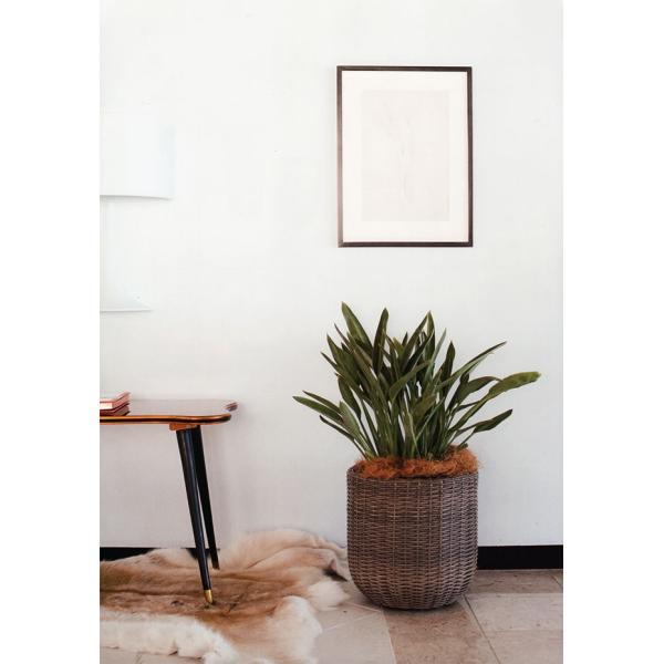 好評 ココファイバー 1kg 天然ヤシ繊維 天然素材 マルチング材 花材 スタイリング 観葉植物 寄せ植え Buyee Buyee 提供一站式最全面最專業現地yahoo Japan拍賣代bid代拍代購服務 Bot Online