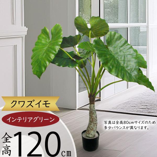 クワズイモの人気商品 通販 価格比較 価格 Com