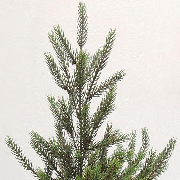 モミの木 デッラックス 簡易鉢 全高2 4m 大型 人工観葉植物 配送制限あり もみの木 人工樹木 造花 インテリアグリーン フェイクグリーン Buyee Buyee 日本の通販商品 オークションの代理入札 代理購入