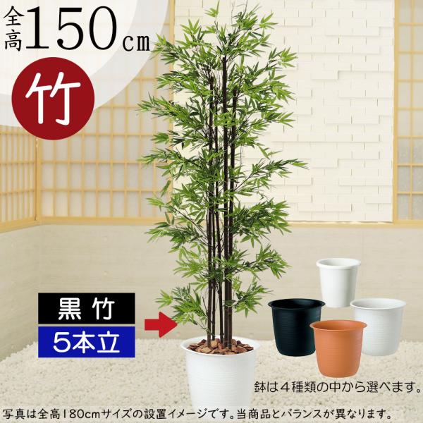 観葉植物 黒竹　高さ約130センチ　フデゴケ様 楽天市場】【送料無料】【 単 品 】 クロチク 樹高1.5m前後 30cm