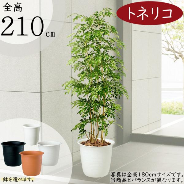 【直接引き取りのみ】トネリコ　大型　観葉植物　園芸用品セット 楽天市場】観葉植物 大型 シマトネリコ トネリコ 10号 ラウンド型