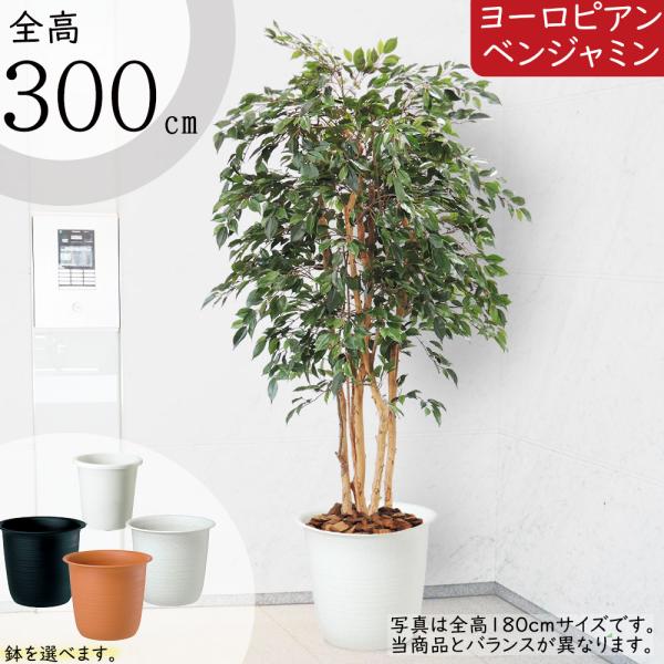 人工観葉植物 全高3 0m ヨーロピアン ベンジャミン 大型 配送制限あり 特大 人工樹木 造花 フェイクグリーン Bst0003 300 人工 観葉植物と造花の通販ケイシン 通販 Yahoo ショッピング