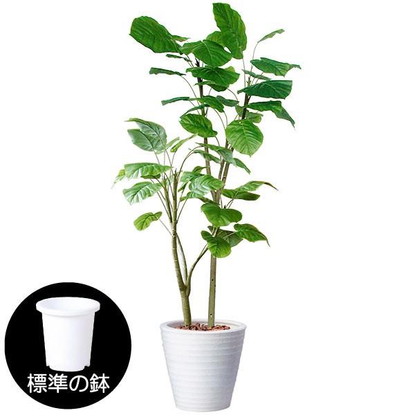 ウンベラータ 人工観葉植物 全高2 1m 二本立 人工樹木 造花 フェイクグリーン インテリアグリーン Bst0007w 210 人工観葉植物と造花の通販ケイシン 通販 Yahoo ショッピング