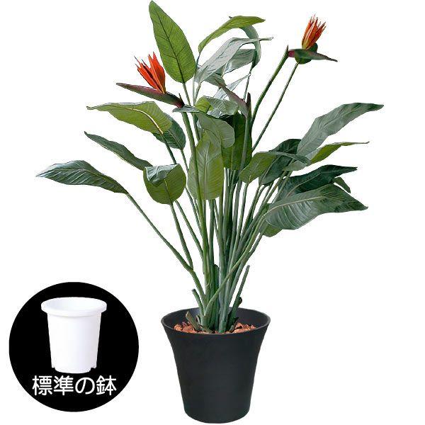 ストレリチア ストレチア 観葉植物 おしゃれ 人気 インテリア ストレリチア ストレチア 観葉植物 おしゃれ 人気 インテリア