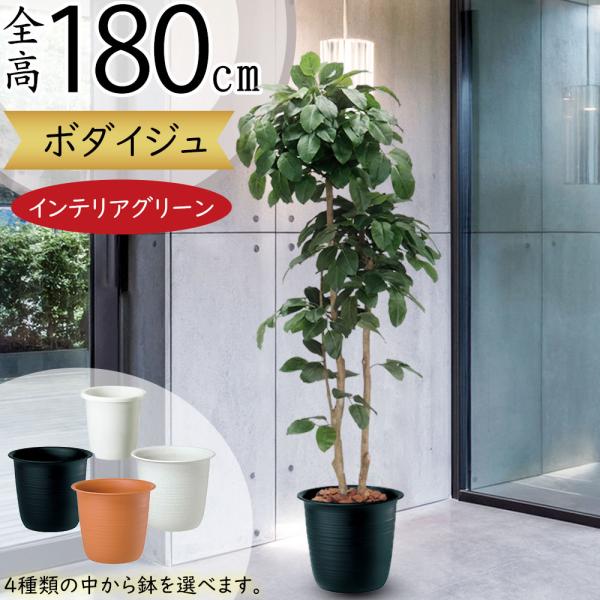 光触媒　人工観葉植物　ウォールグリーン　フェイクグリーン　インドボダイジュFST 光触媒 人工観葉植物 ウォールグリーン フェイクグリーン インド