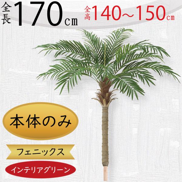 カナリーヤシ 〜引き取り可能な方限定〜 カナリーヤシ 〜引き取り可能な方限定〜