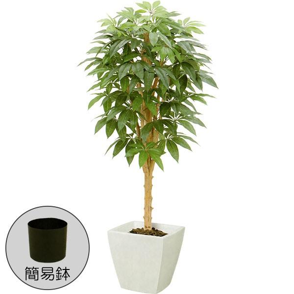 パキラ 人工観葉植物 全高1 5m 人工樹木 造花 インテリアグリーン フェイクグリーン D Ngt 36 S 人工観葉植物と造花の通販ケイシン 通販 Yahoo ショッピング