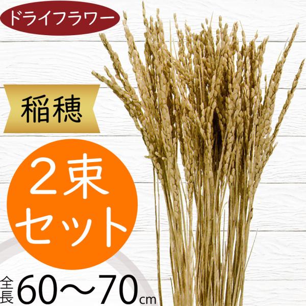稲穂 ドライフラワー おしゃれ 天然素材 ゴールド 観葉植物 ナチュラル