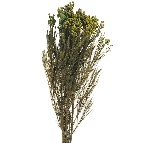 プリザーブドグリーン バーゼリア グリーン 全長35cm 2束セット 1束約75g 2束 天然素材 自然素材 プリザーブドフラワー アレンジ Do3100 700 人工観葉植物と造花の通販ケイシン 通販 Yahoo ショッピング