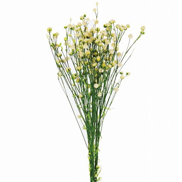 プリザーブドグリーン リンフラワー 全長35cm 白 グリーン 2束セット 1束約g 2束 天然素材 自然素材 プリザーブドフラワー アレンジメント Do 017 人工観葉植物と造花の通販ケイシン 通販 Yahoo ショッピング