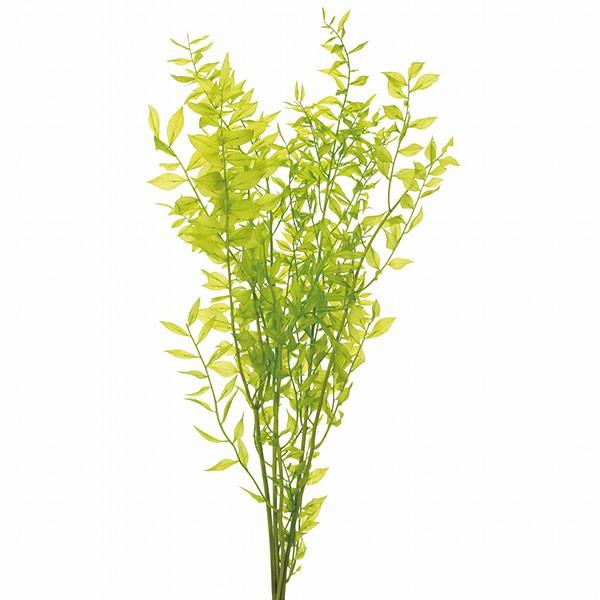 好評 プリザーブドグリーン ラスカスプリザーブド ライムグリーン 全長約65 70cm 2束セット 1束約40g 2束 天然素材 自然素材 プリザーブドフラワー Do3560 721 人工観葉植物と造花の通販ケイシン 通販 Yahoo ショッピング