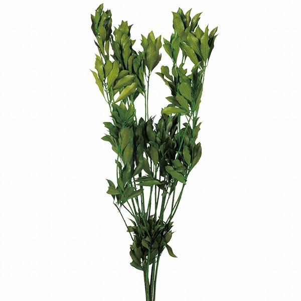 プリザーブドグリーン アセビ グリーン 全長45cm 2束セット 1束約45g 2束 天然素材 自然素材 プリザーブドフラワー アレンジメント Do3790 700 人工観葉植物と造花の通販ケイシン 通販 Yahoo ショッピング
