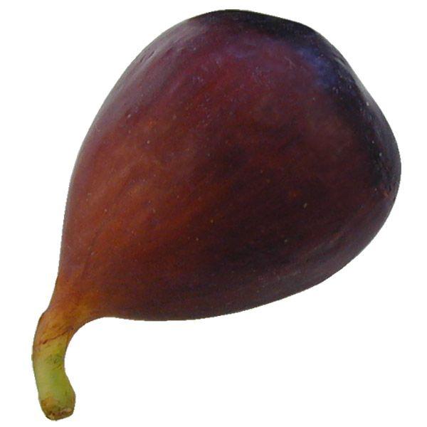 いちじく 全長7cm 4個セット フェイクフルーツ 食品サンプル イチジク 果物 フルーツ 装飾 ディスプレイ 商品番号 K Fw 人工観葉植物と造花の通販ケイシン 通販 Yahoo ショッピング