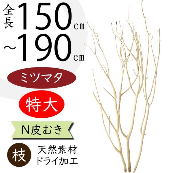 特大サイズ ドライ素材 ミツマタ 三又 ナチュラル 天然素材 150〜190cm 3本セット