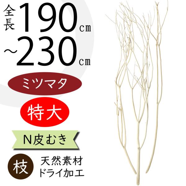 特大サイズ ドライ素材 ミツマタ 三又 ナチュラル 天然素材 190〜230cm 3本セット