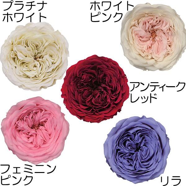 好評 プリザーブドフラワー クララ 1box6輪 花径3 5 4cm サイズアソート品 プリザーブド加工 天然素材 薔薇 バラ ばら ローズ アレンジ Kd Dd1113 人工観葉植物と造花の通販ケイシン 通販 Yahoo ショッピング