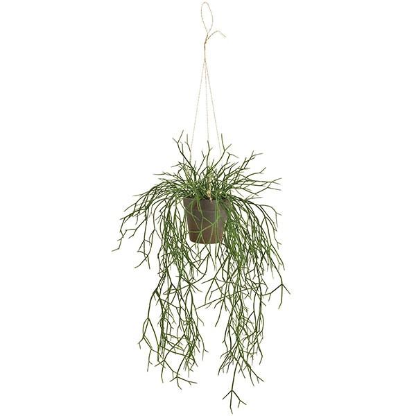 リプサリス ハンギングポット 全高60cm 多肉植物 造花 フェイクグリーン インテリアグリーン 人工観葉植物 Kd F19z3900 人工観葉植物と造花の通販ケイシン 通販 Yahoo ショッピング