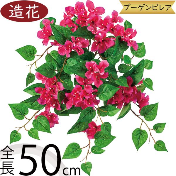 珍品　ブーゲンビレア　苗　限定品！　ブーゲンビリア　観葉植物　花木 珍品 ブーゲンビレア 苗 限定品！ ブーゲンビリア 観葉植物 花木