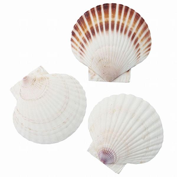天然素材 ホタテ貝 小 全長10cm 12個セット 1袋3個アソート 4袋 貝殻 貝がら ドライフラワー 自然素材 雑貨 花材 資材 アレンジ Kd Fd5045 人工観葉植物と造花の通販ケイシン 通販 Yahoo ショッピング